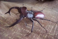 Lucanus elaphus