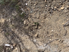 Asclepias cryptoceras davisii