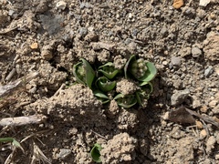 Asclepias cryptoceras davisii