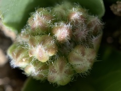 Asclepias cryptoceras davisii