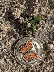 Asclepias cryptoceras davisii