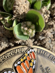 Asclepias cryptoceras davisii