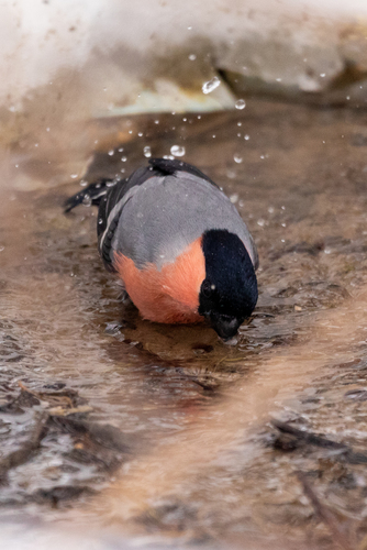 Camachuelo común (Pyrrhula pyrrhula)