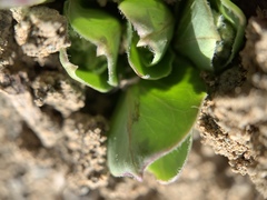Asclepias cryptoceras davisii