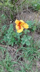 Cochlospermum wrightii