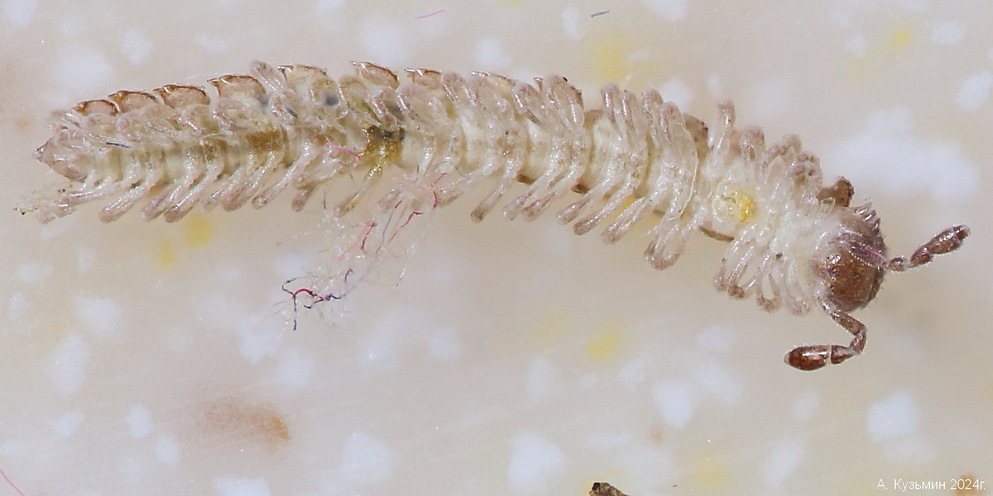 Многосвяз Polydesmus angustus
