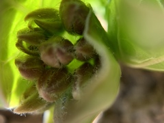 Asclepias cryptoceras davisii