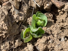 Asclepias cryptoceras davisii