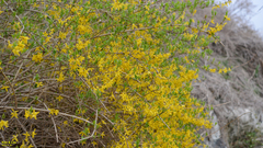 Forsythia koreana