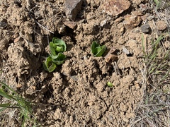 Asclepias cryptoceras davisii