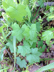 Menispermum canadense