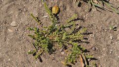 Lepidium strictum