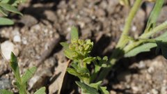 Lepidium strictum