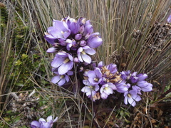 Gentianella foliosa