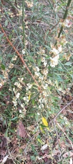 Himalayan Cherry (Prinsepia utilis)