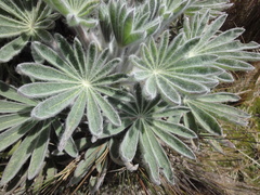 Lupinus alopecuroides