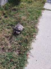 Centrochelys sulcata
