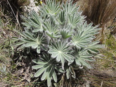 Lupinus alopecuroides