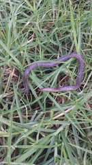 Adelphicos nigrilatum