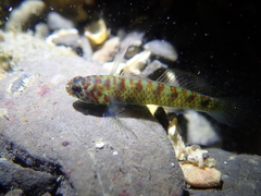 Green Bubble Goby photo 1