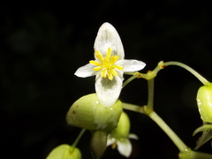 Begonia glabra image