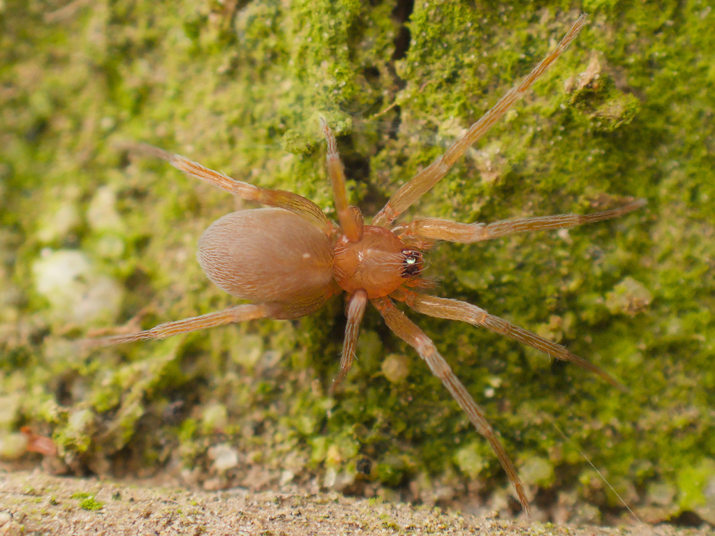 Goblin spiders