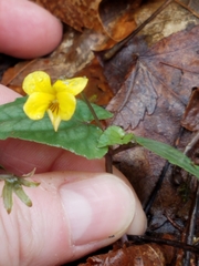 Viola hastata