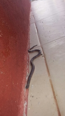 Adelphicos nigrilatum