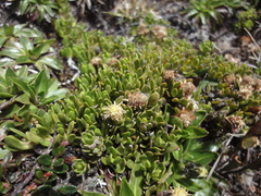 Baccharis caespitosa