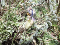 Astragalus geminiflorus