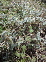 Astragalus geminiflorus
