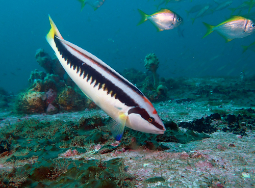 Australische kamlipvis (Coris picta) — Labridae