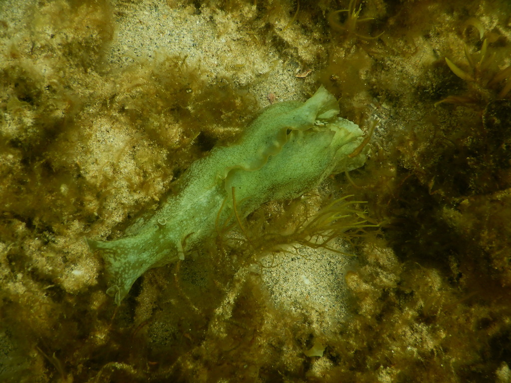 Reticulated sea hare
