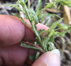 Lepidium austrinum