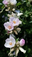 Malacothamnus fasciculatus catalinensis