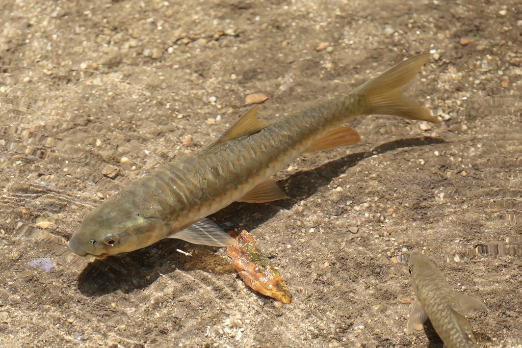 Golden Mahseer Barb