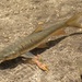 Neolissochilus soroides - Photo 由 fishhead 所上傳的 不保留任何權利