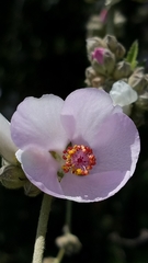 Malacothamnus fasciculatus catalinensis