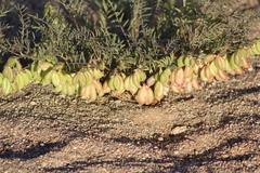 Astragalus allochrous