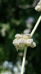Malacothamnus fasciculatus catalinensis