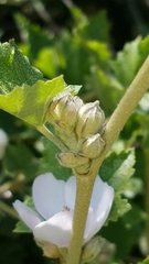 Malacothamnus fasciculatus catalinensis