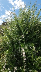 Malacothamnus fasciculatus catalinensis
