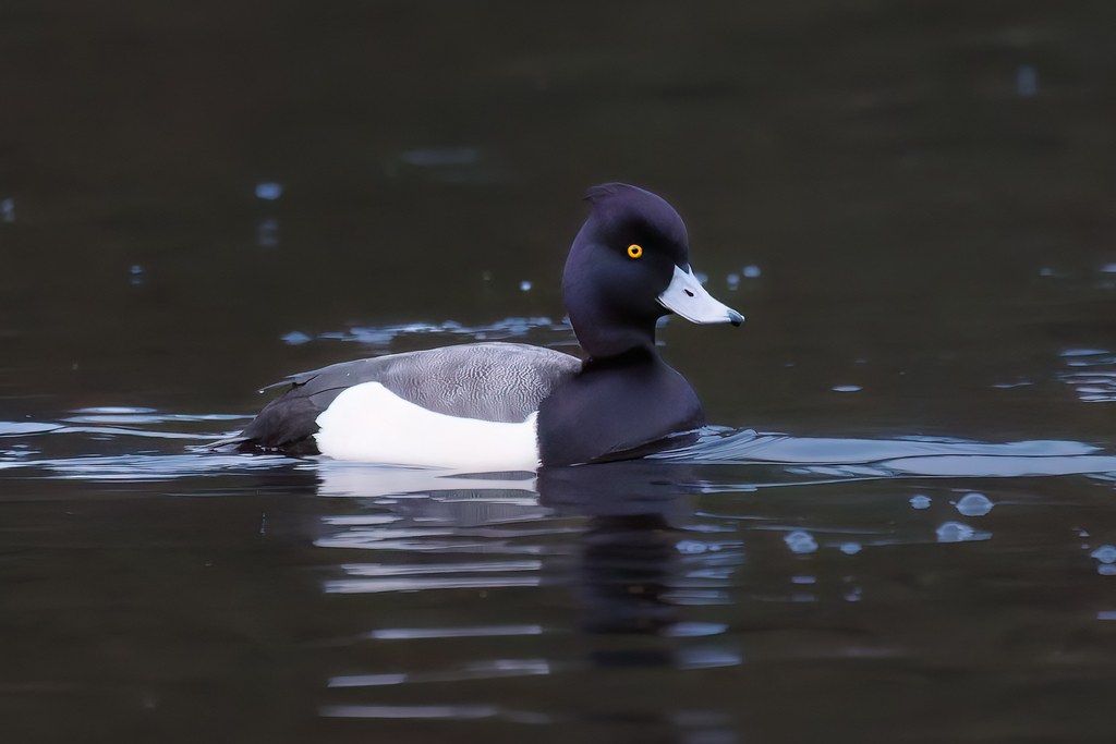 Lesser Scaup × Tufted Duck