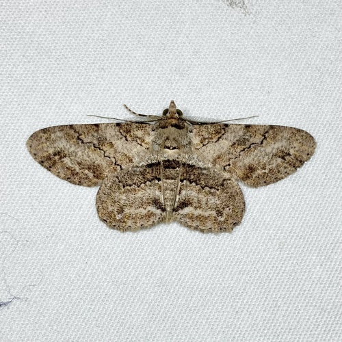 Cleora repetita