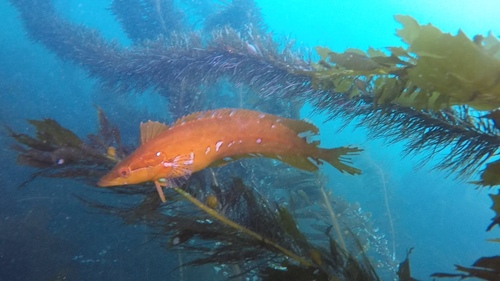 Giant Kelpfish