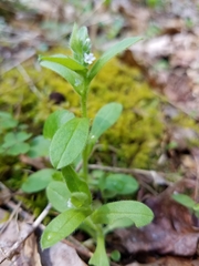 Myosotis macrosperma