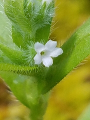 Myosotis macrosperma