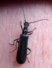 Grammoptera