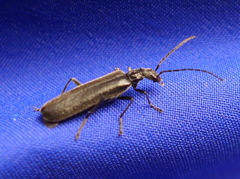 Grammoptera