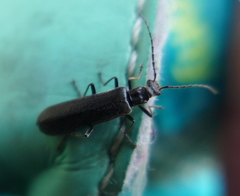 Grammoptera